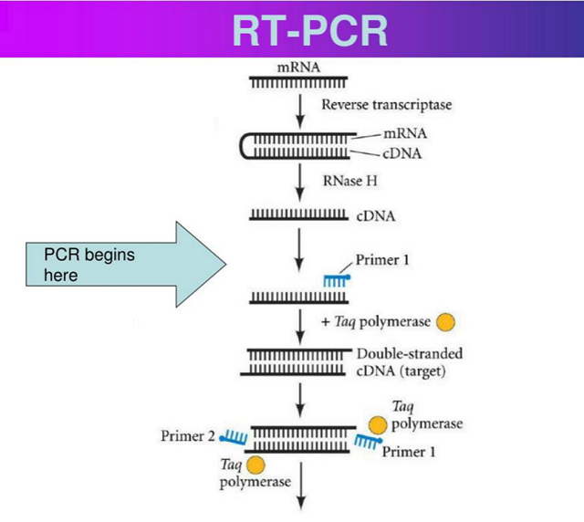 RT-PCR关键原料酶---逆转录酶，你会选了吗