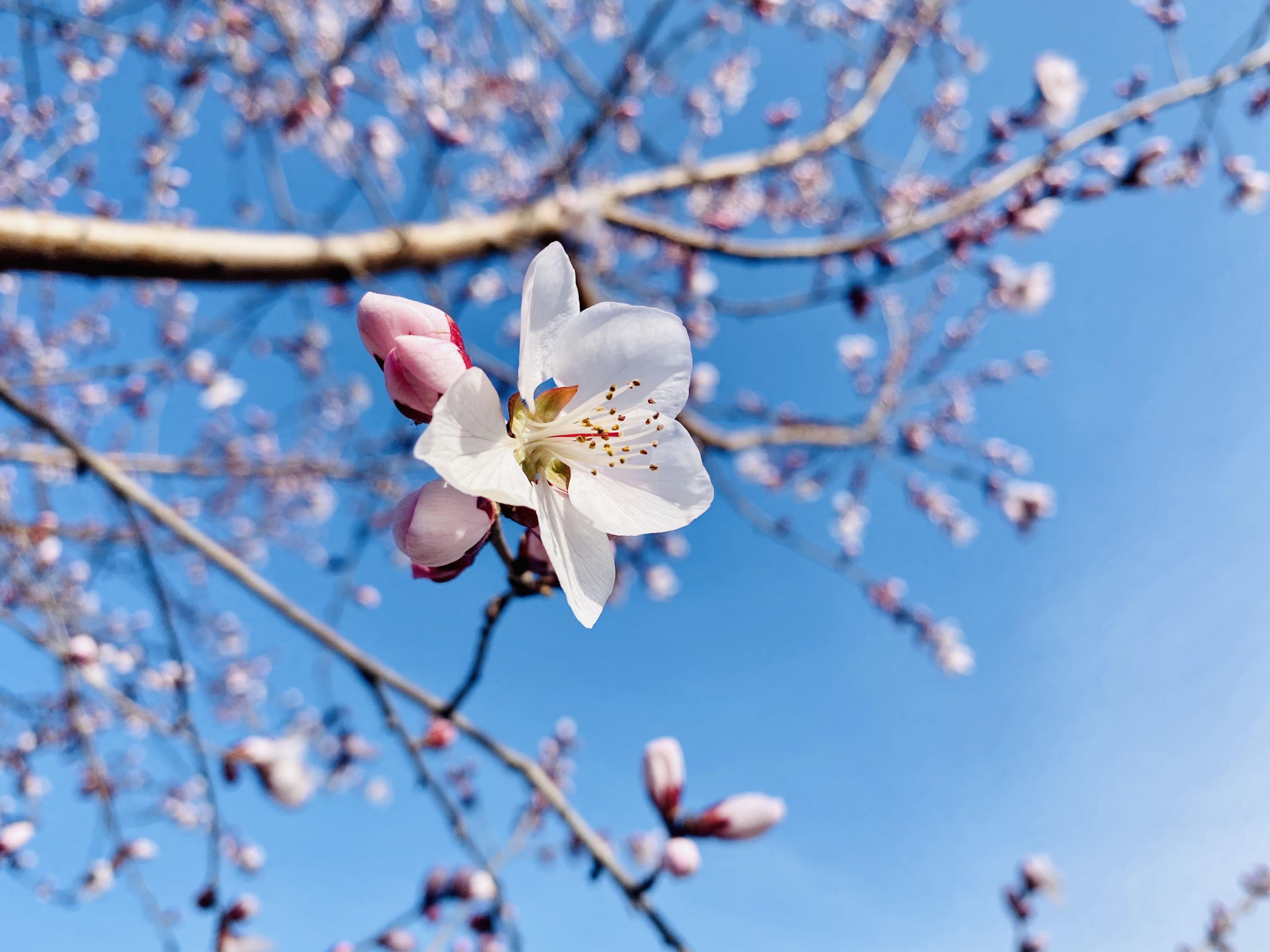 花开正艳