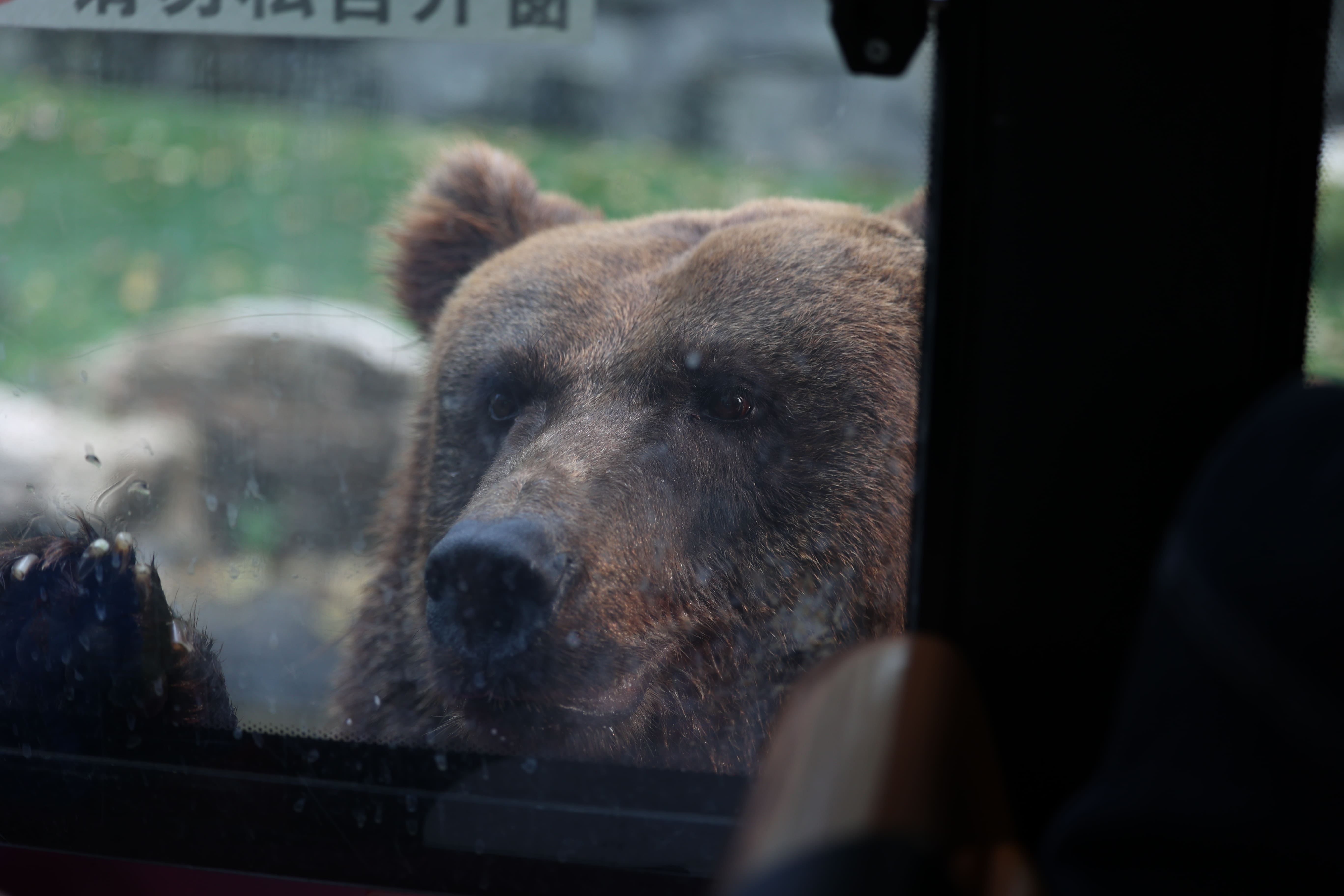 棕熊